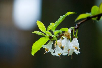 Halesia carolina - halézie karolinská - květ
